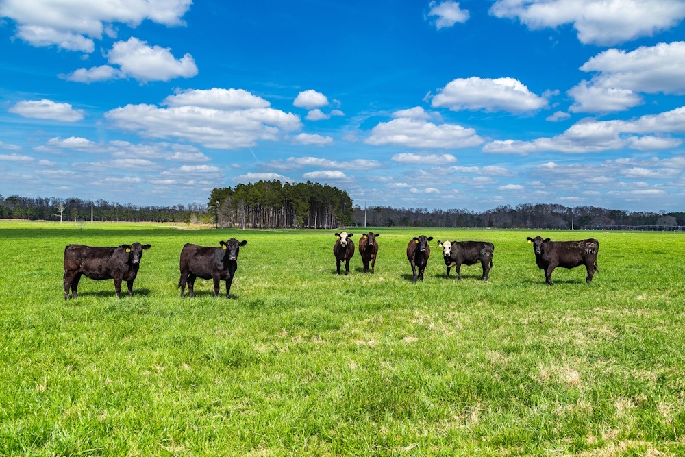 Cattle in Green Pasture